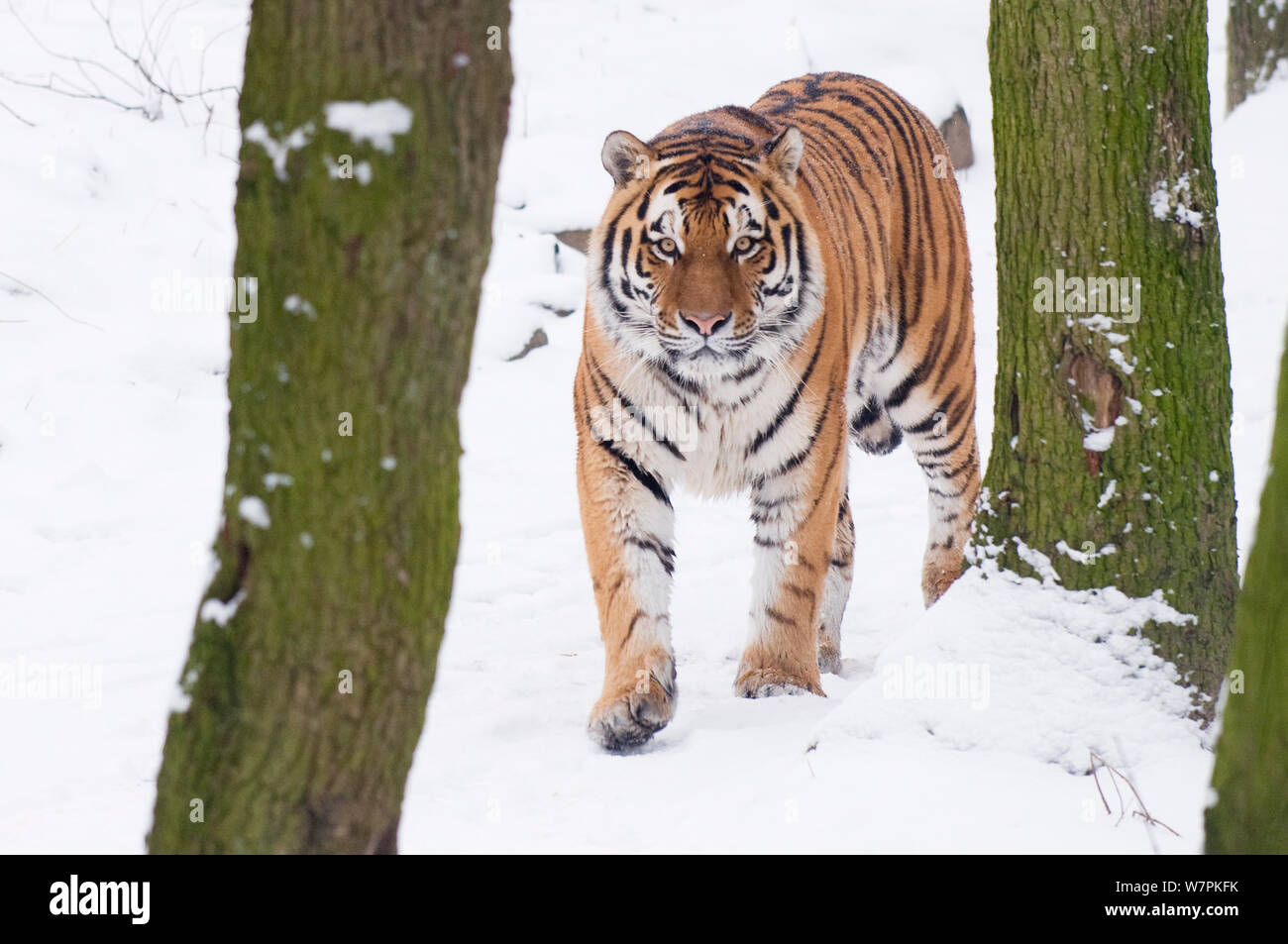 Tigre de Sibérie (Panthera tigris altaica) marcher dans la neige, captive Banque D'Images