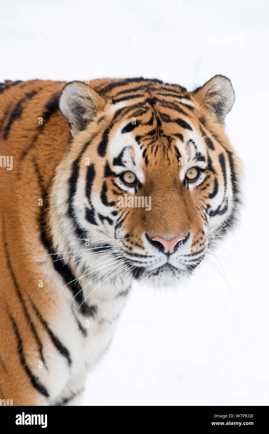 Tigre de Sibérie (Panthera tigris altaica) tête portrait, captive Banque D'Images