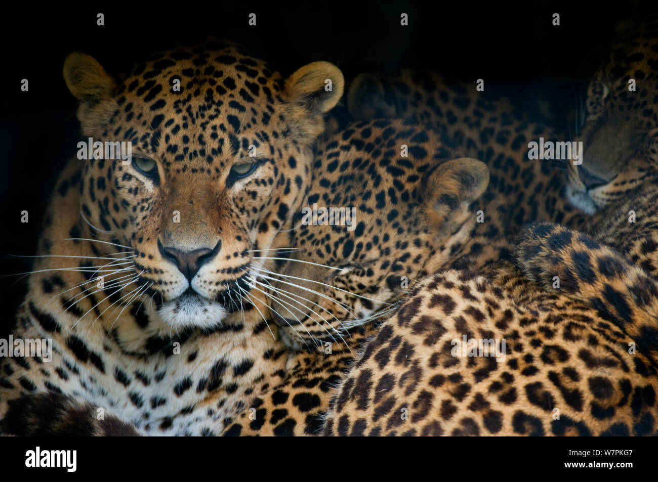 Sri Lanka leopard (Panthera pardus kotiya) mère et oursons en captivité, Banque D'Images