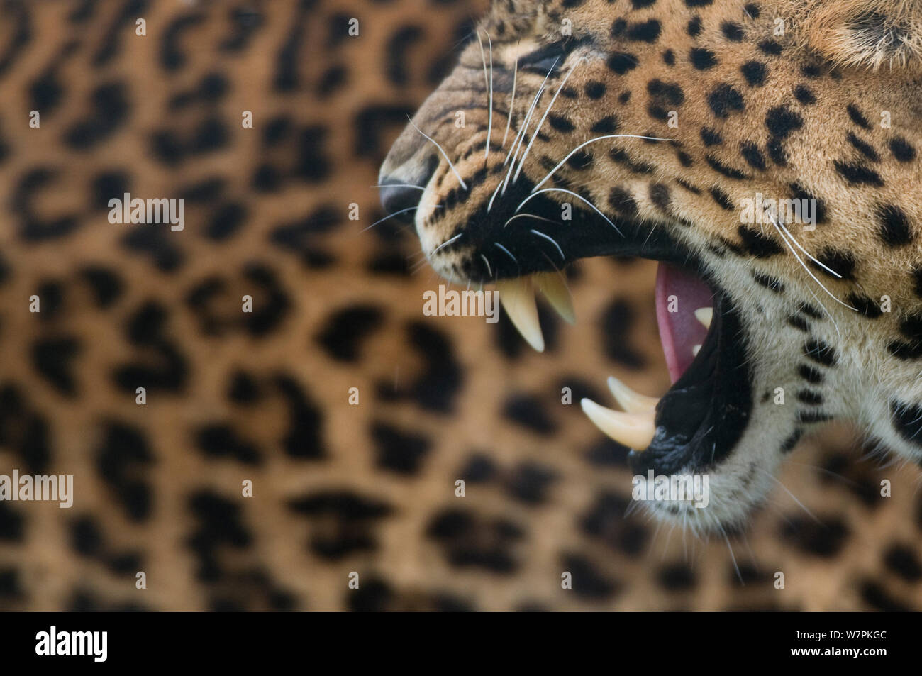 Sri Lanka leopard (Panthera pardus kotiya) profil hargneux, captive Banque D'Images