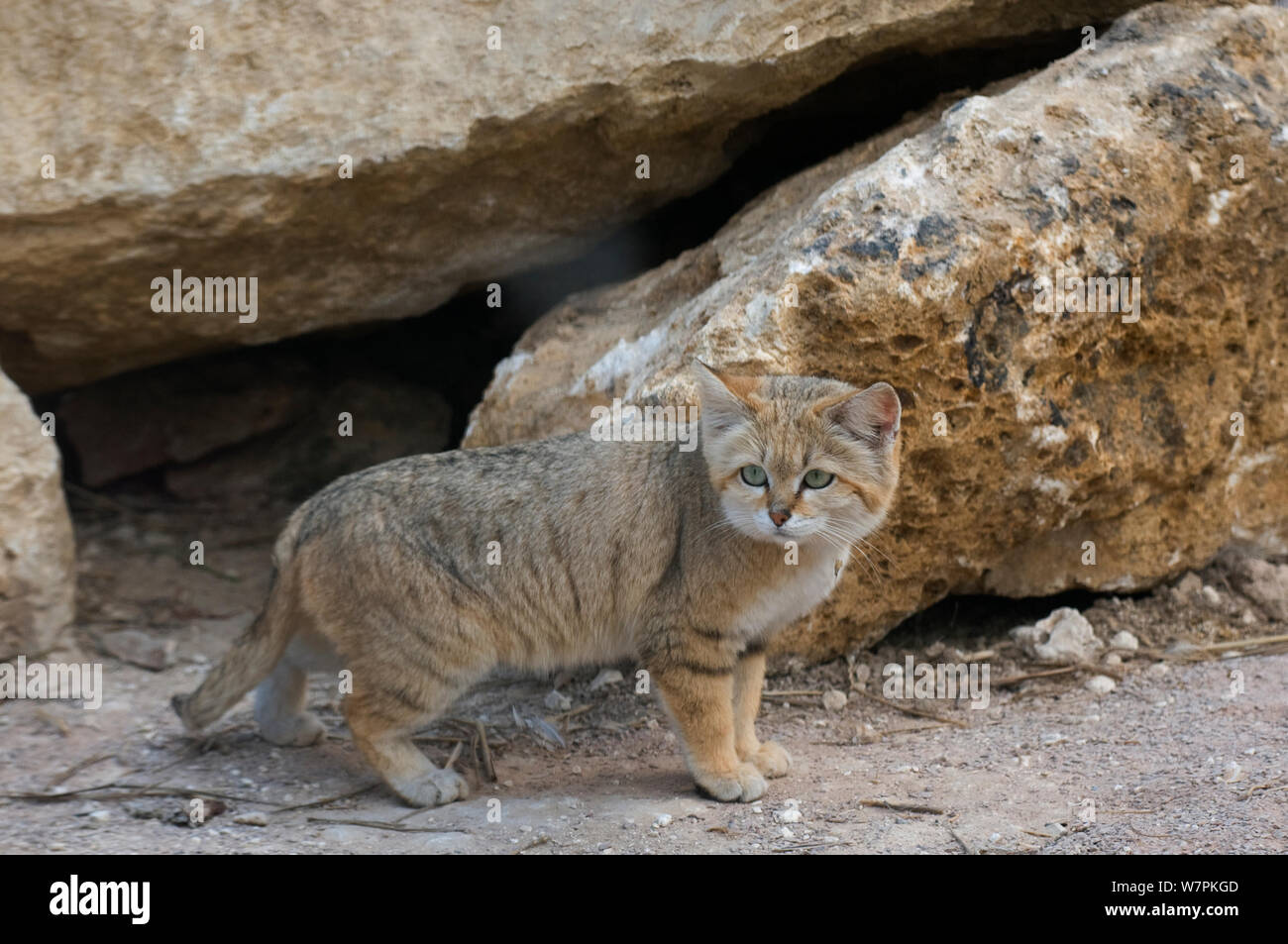 Chat (Felis margarita sable) profil permanent, captive Banque D'Images