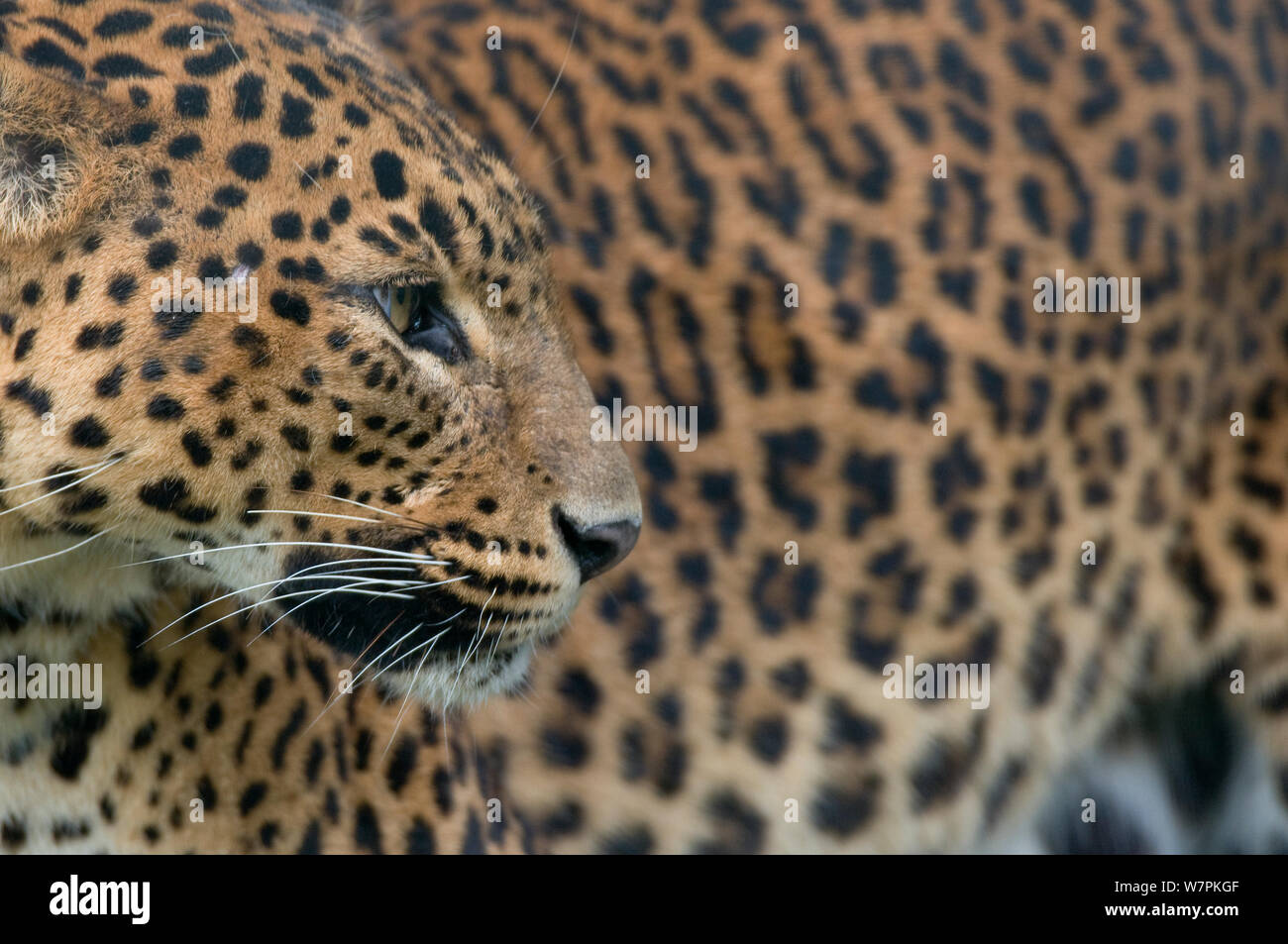 Sri Lanka leopard (Panthera pardus kotiya) portrait de profil, captive Banque D'Images