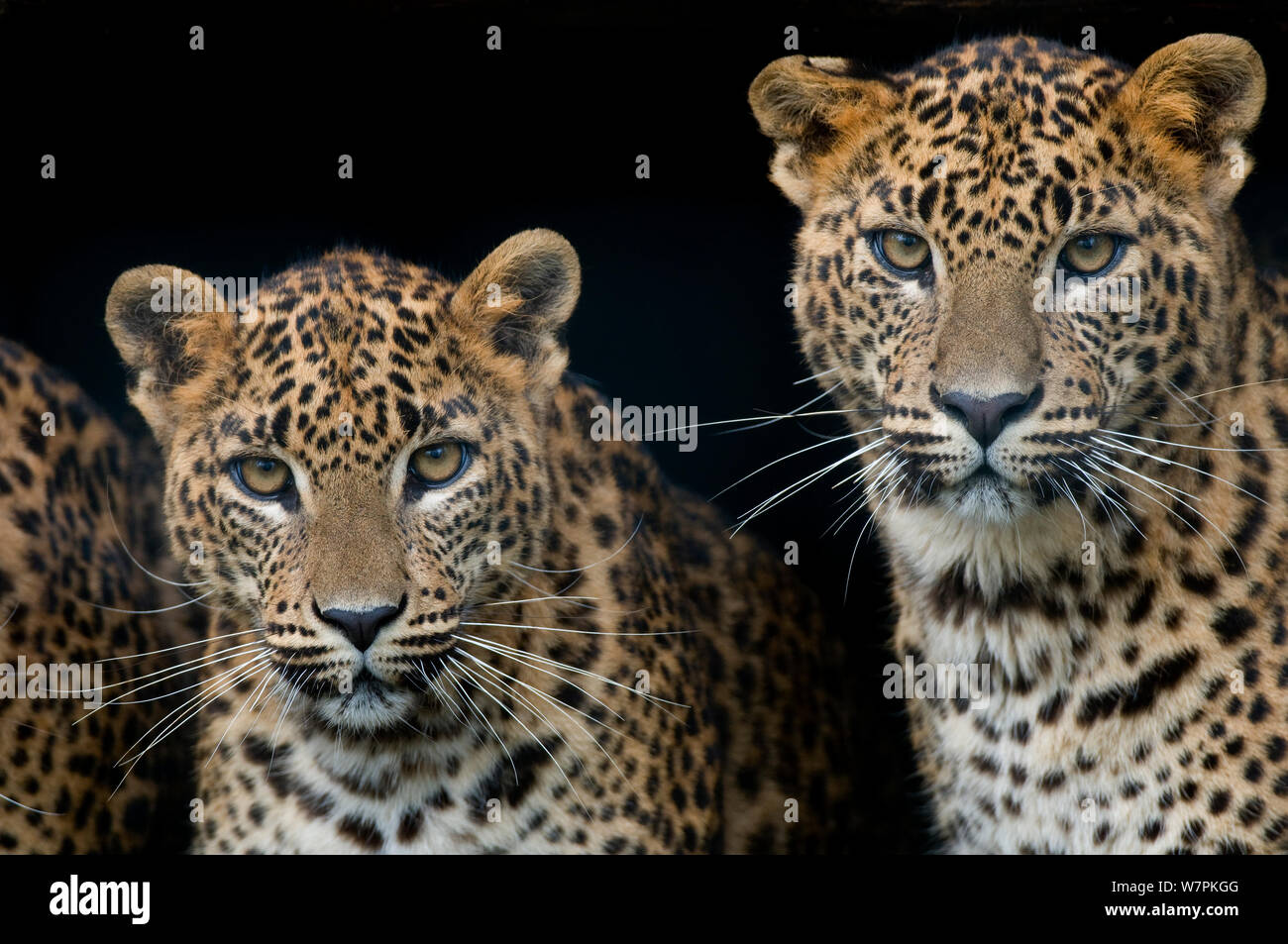 Sri Lanka leopard (Panthera pardus kotiya) deux oursons looking at camera, captive Banque D'Images