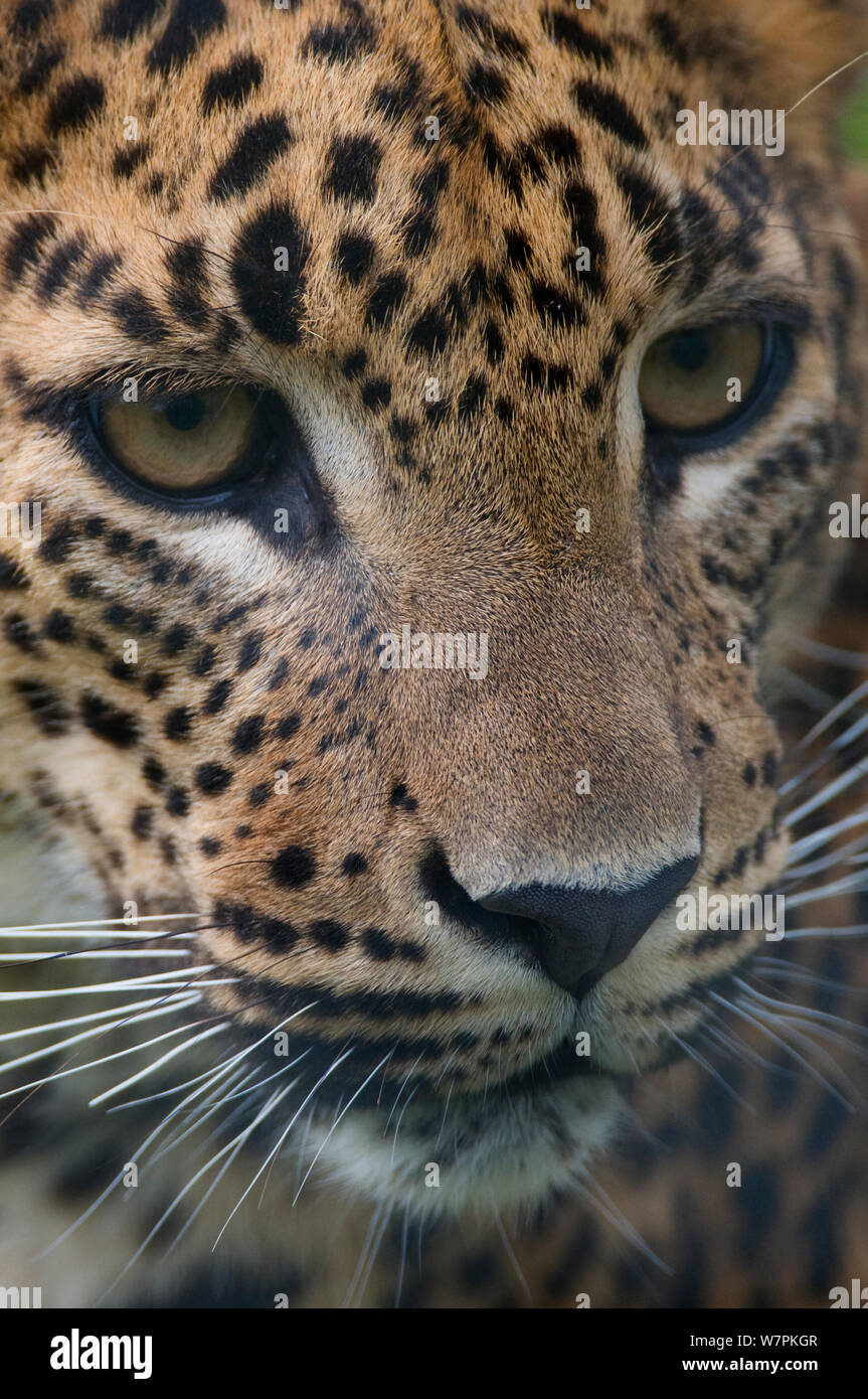 Sri Lanka leopard (Panthera pardus kotiya) tête portrait, captive Banque D'Images