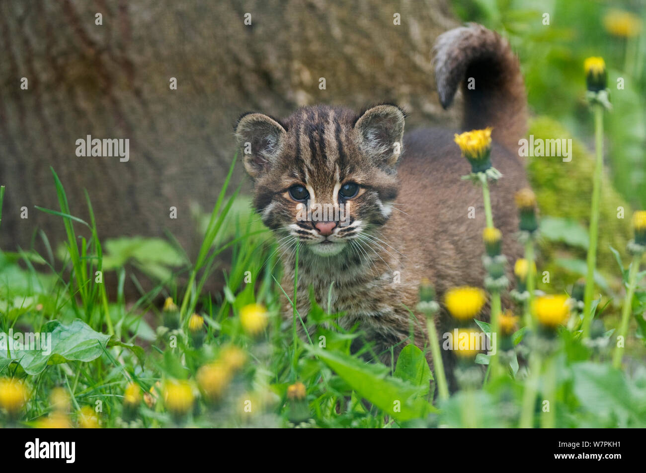 Temmincks / chat doré d'Asie (Pardofelis temmincki) jeune chaton, captive Banque D'Images