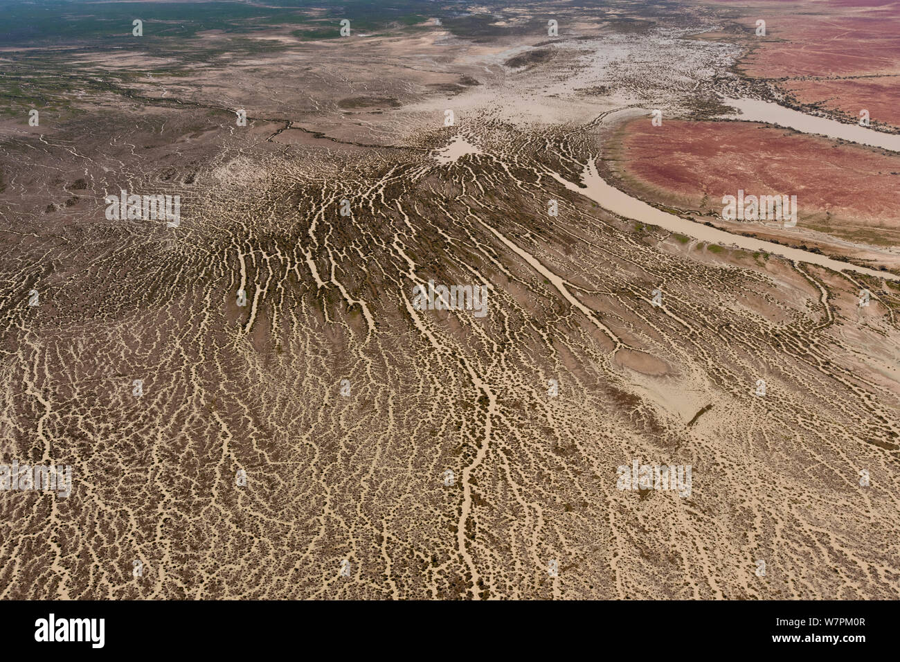 Vue aérienne de la lagune Goyder, partie de l'Strzelecki désert dans l'extrême nord-est de l'Australie du Sud avec de nombreux cours d'eau qui ont fait la une fois sec désert en des centaines de kilomètres carrés de paysage vert riche. L'Australie du Sud, juillet 2011 Banque D'Images