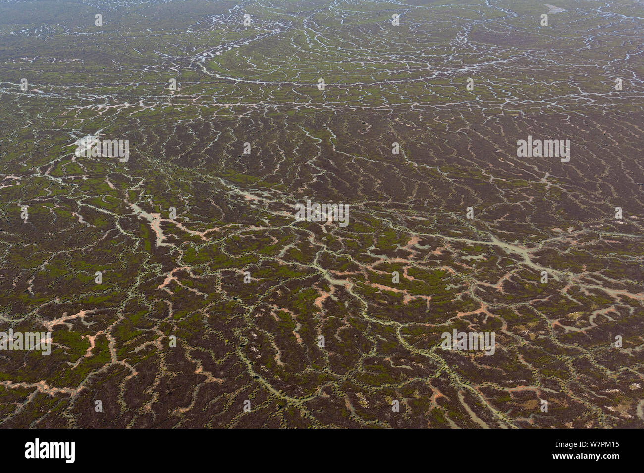 Vue aérienne de la lagune Goyder, partie de l'Strzelecki désert dans l'extrême nord-est de l'Australie du Sud avec de nombreux cours d'eau qui ont fait la une fois sec désert en des centaines de kilomètres carrés de paysage vert riche. L'Australie du Sud, juillet 2011 Banque D'Images