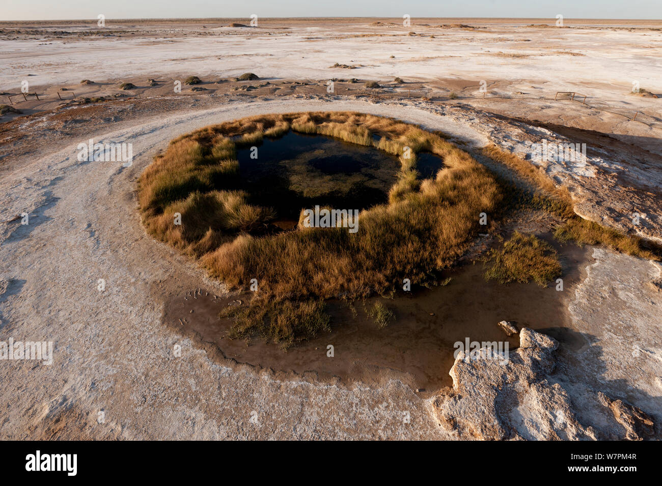 Tasse Blanche mound springs entourée par des champs de sel. un puits artésien qui ressort des sédiments des dépôts autour de lui formant un dôme. Wabma Kadarbu Mound Springs Conservation Park, Australie du Sud, Juin 2011 Banque D'Images