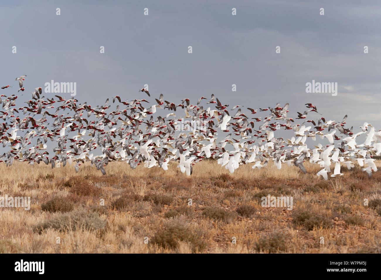 Galahs (Eolophus roseicapilla) et peu corellas (Cacatua sanguinea) se nourrissent de la semence de l'herbe abondante de l'outback, l'Australie du Sud, Australie Banque D'Images