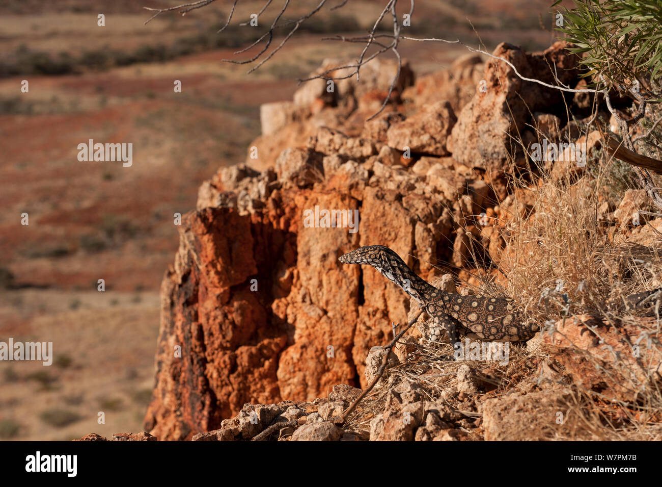 Juvenile Perentie varan (Varanus gigantus) sur les roches dans l'outback, l'Australie du Sud, Australie Banque D'Images
