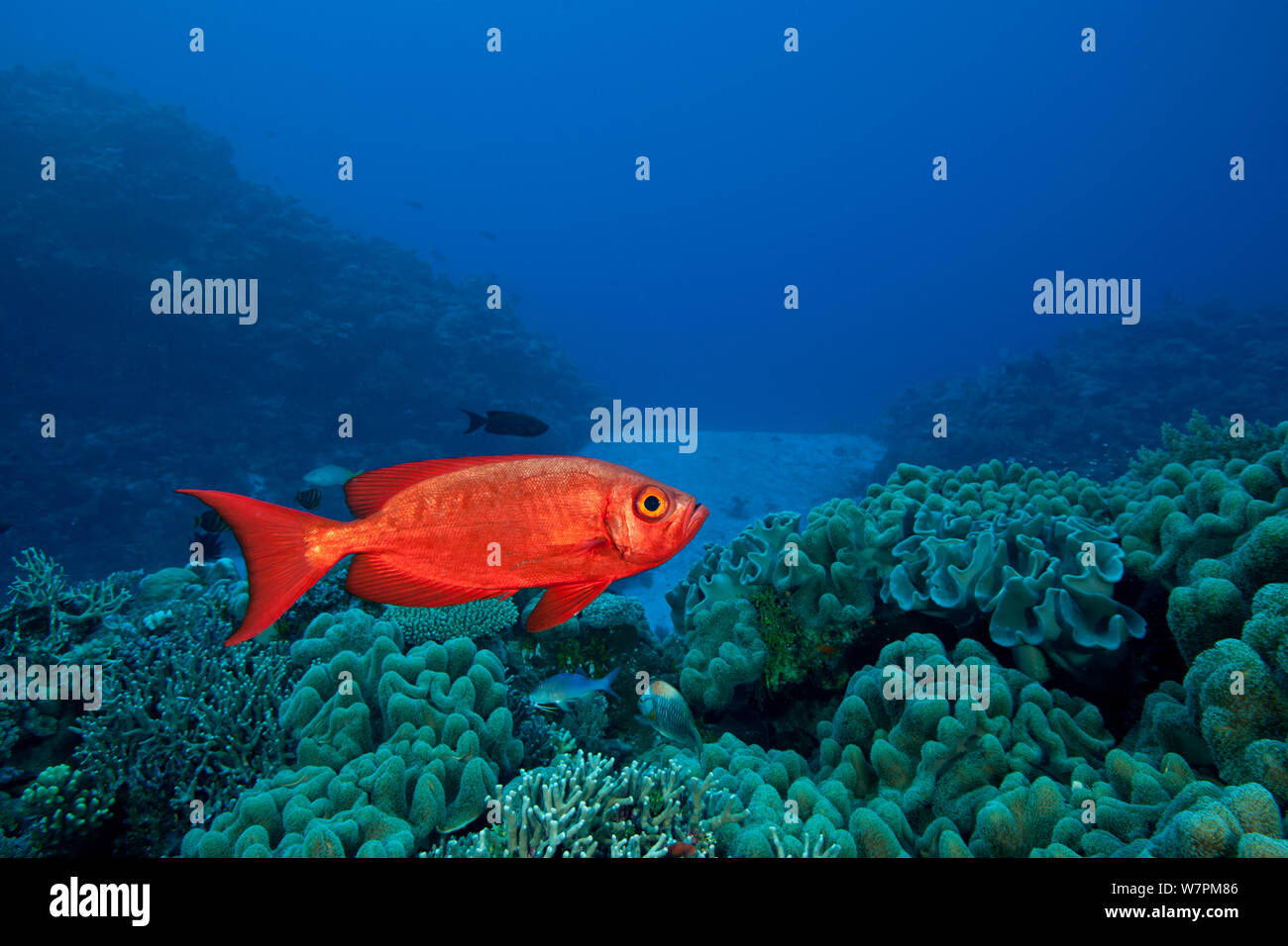 Lunar-queue (Priacanthus hamrur obèse) Grande Barrière de Corail, Queensland, Australie Banque D'Images