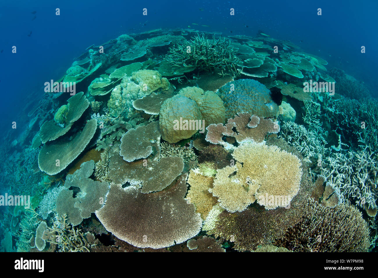 Table Acropora staghorn et récifs coralliens, Grande Barrière de Corail, Australie Banque D'Images