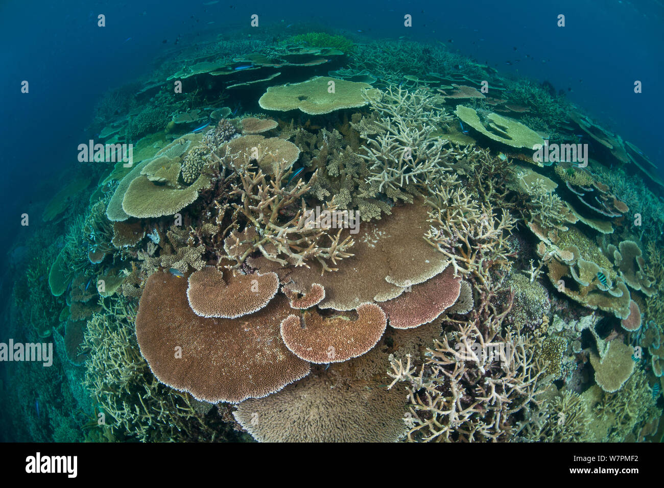 Table Acropora staghorn et récifs coralliens, Grande Barrière de Corail, Australie Banque D'Images