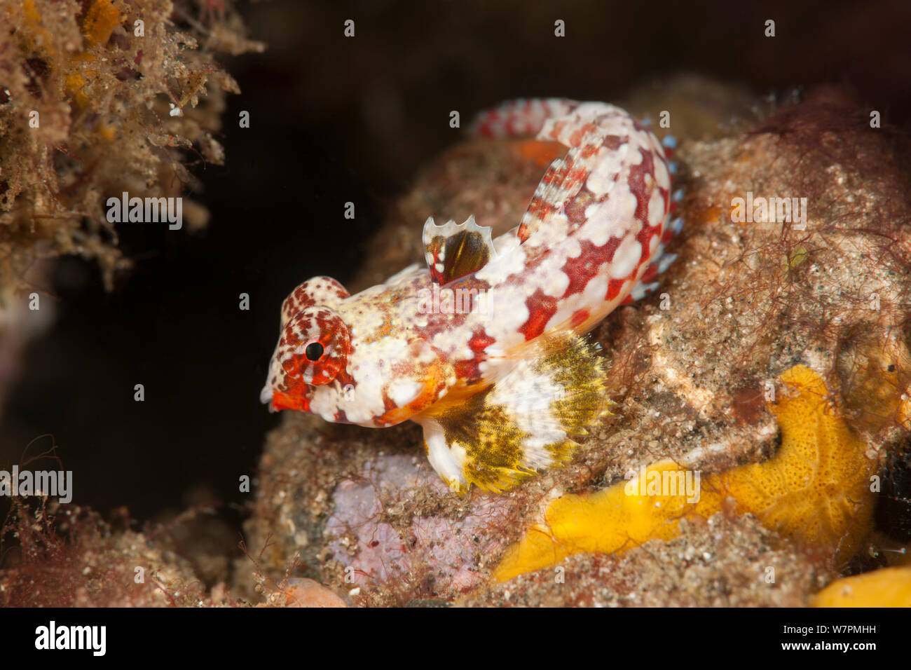 Rose et blanc du poisson dragonet Moyer (Synchiropus moyeri) Raja Ampat, Papouasie occidentale, en Indonésie Banque D'Images