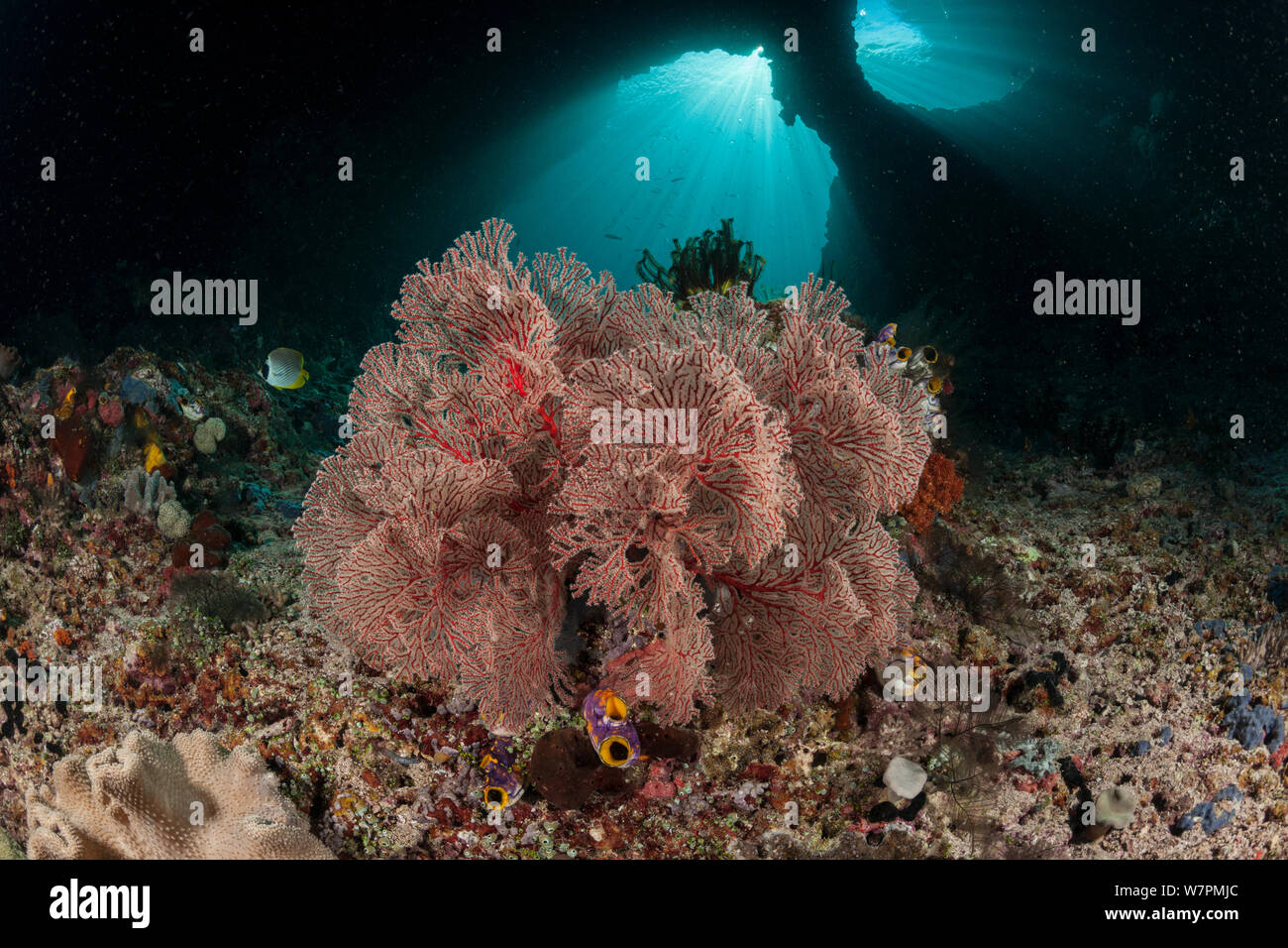 Gorganacea (gorgones, coraux, ventilateur). Raja Ampat, Papouasie occidentale, en Indonésie Banque D'Images