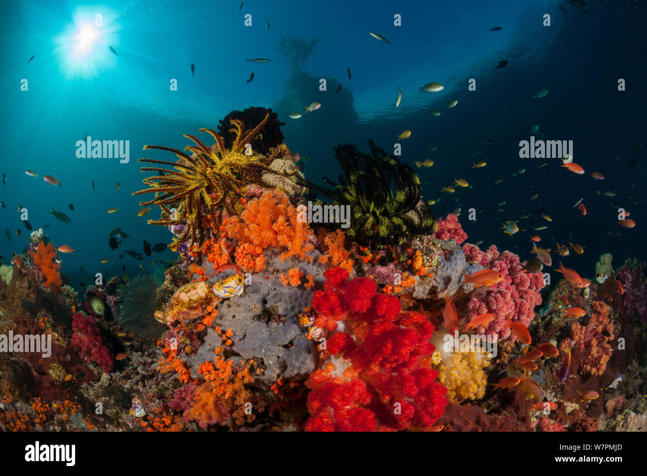 Raja Ampat coral reef, en Papouasie occidentale, en Indonésie Banque D'Images