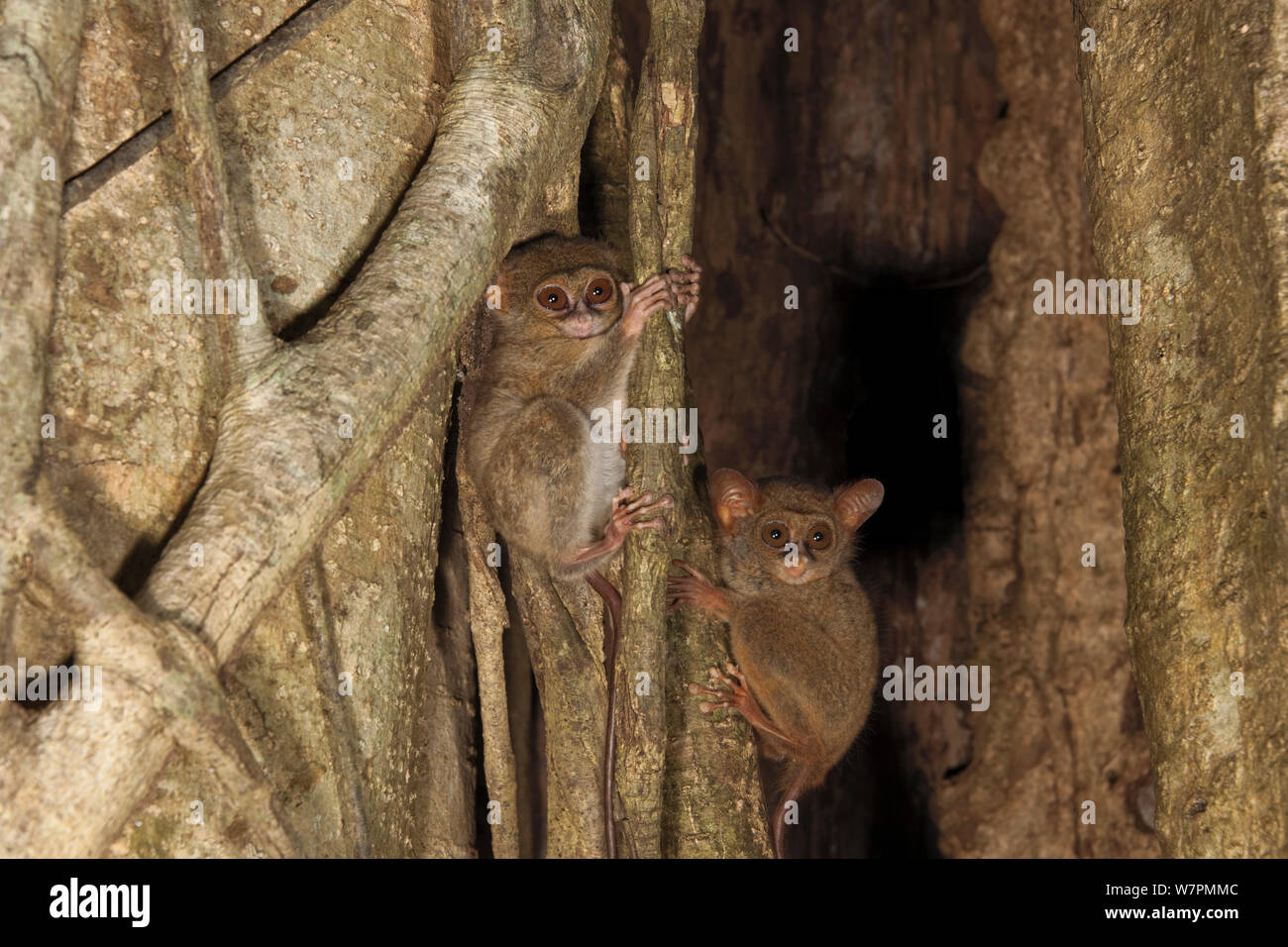 Tarsier Spectral tarsier (Tarsius) dans strangler Fig Tree, le Parc National de Tangkoko, nord de Sulawesi, Indonésie Banque D'Images