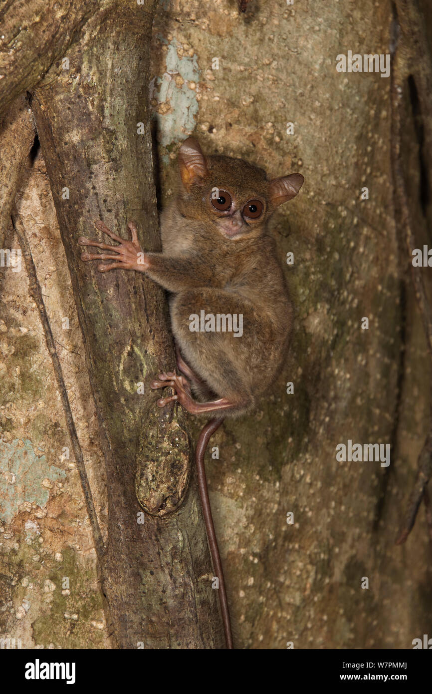 Tarsier Spectral tarsier (Tarsius) dans strangler Fig Tree, le Parc National de Tangkoko, nord de Sulawesi, Indonésie Banque D'Images