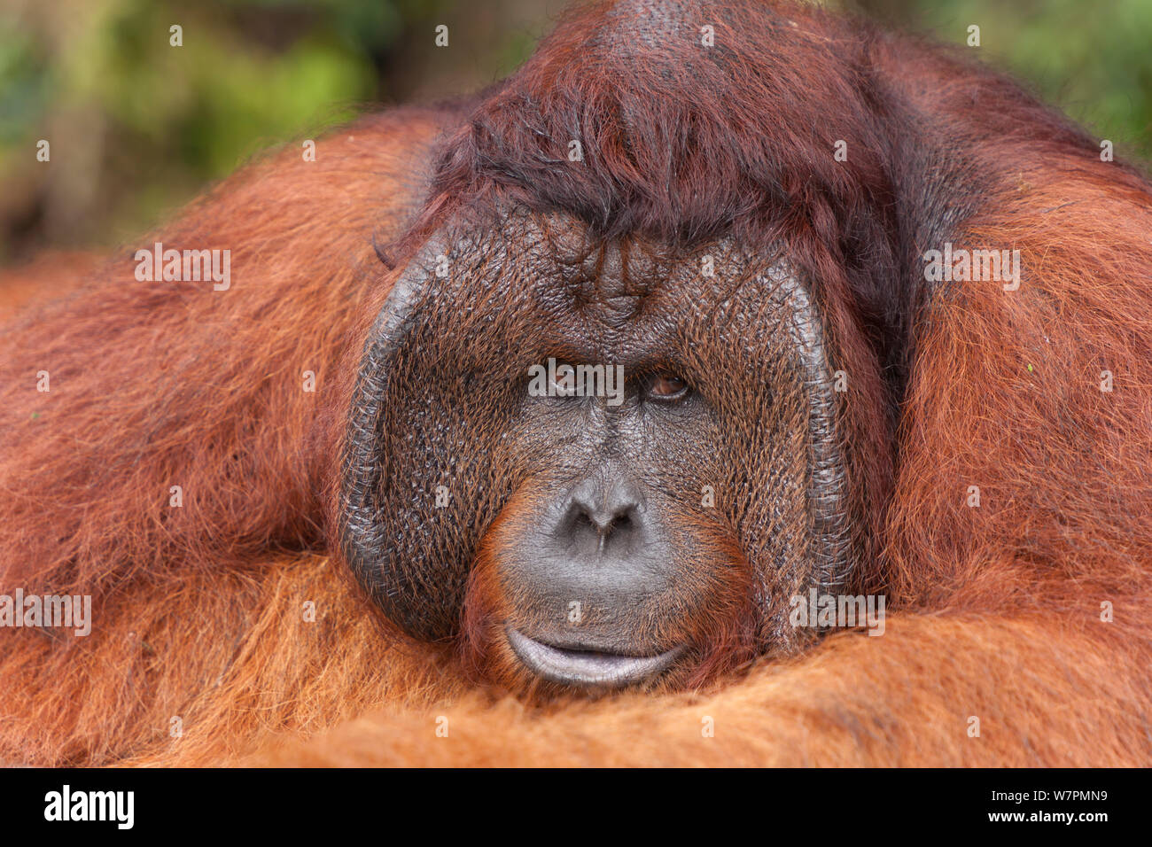 Orang-outan (Pongo pygmaeus) wurmbii - Tom, parc national de Tanjung Puting, Bornéo, le centre du Kalimantan, Indonésie Banque D'Images