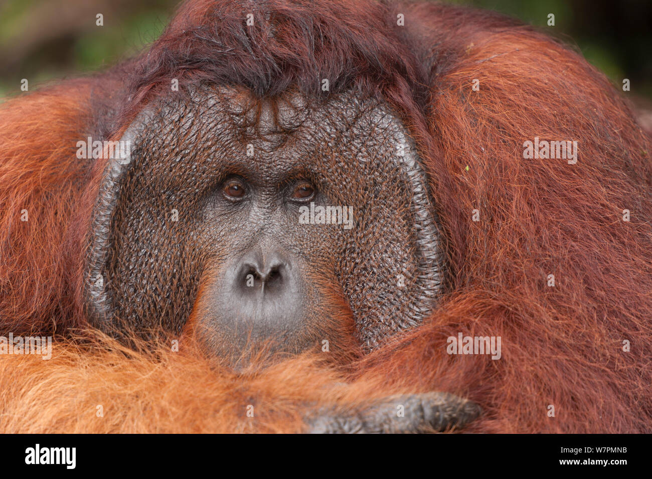 Orang-outan (Pongo pygmaeus) wurmbii 'Tom' Parc national de Tanjung Puting, Bornéo, le centre du Kalimantan, Indonésie Banque D'Images