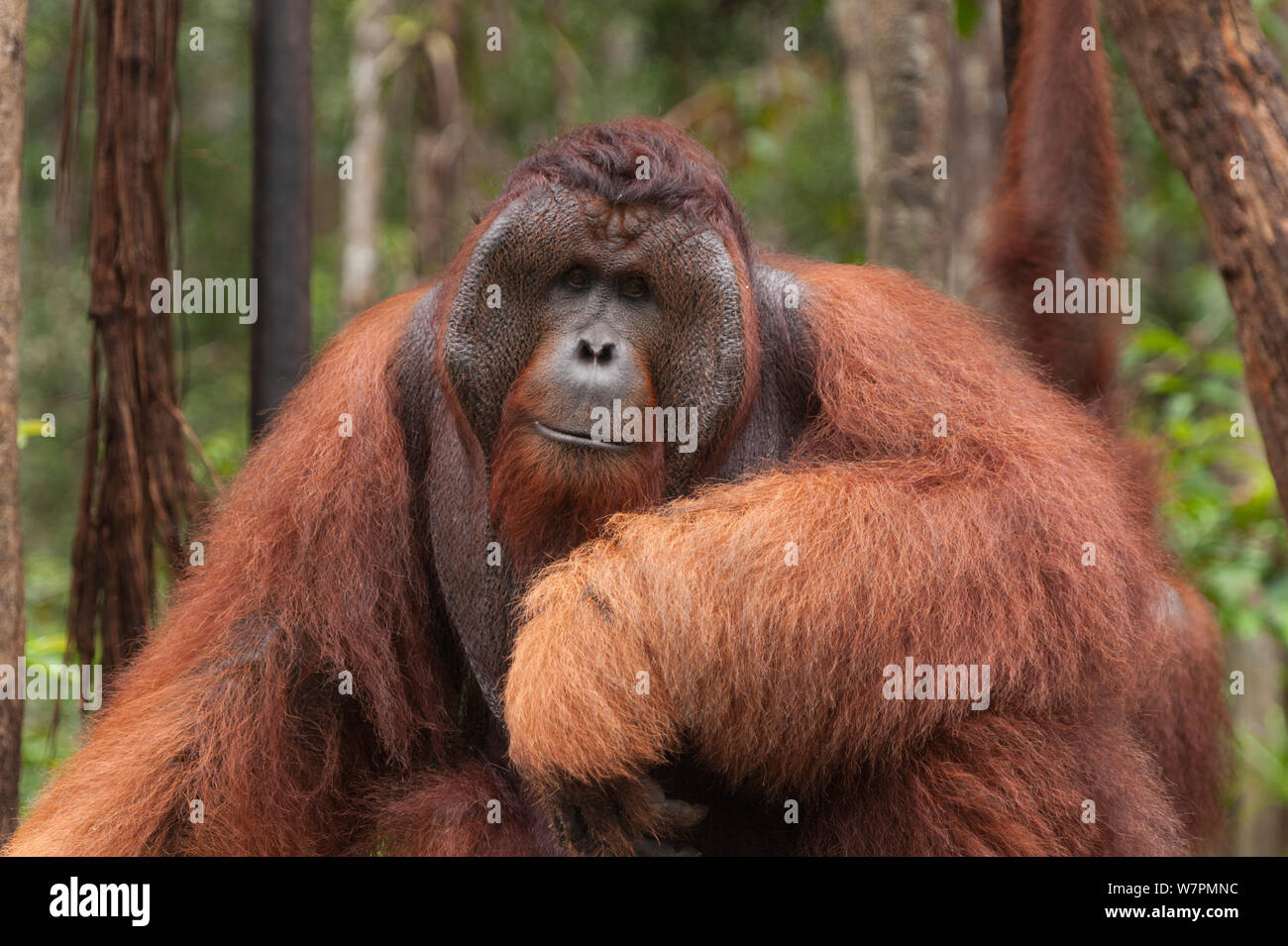 Orang-outan (Pongo pygmaeus) wurmbii 'Tom' Parc national de Tanjung Puting, Bornéo, le centre du Kalimantan, Indonésie Banque D'Images