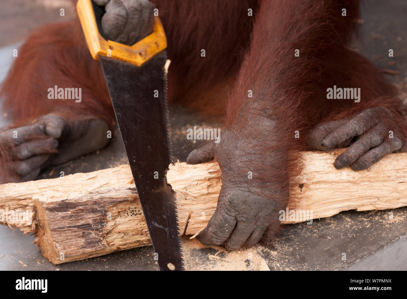 Orang-outan (Pongo pygmaeus) wurmbii «' iswi scier un morceau de bois de chauffage. Parc national de Tanjung Puting, Bornéo, le centre du Kalimantan, Indonésie Banque D'Images