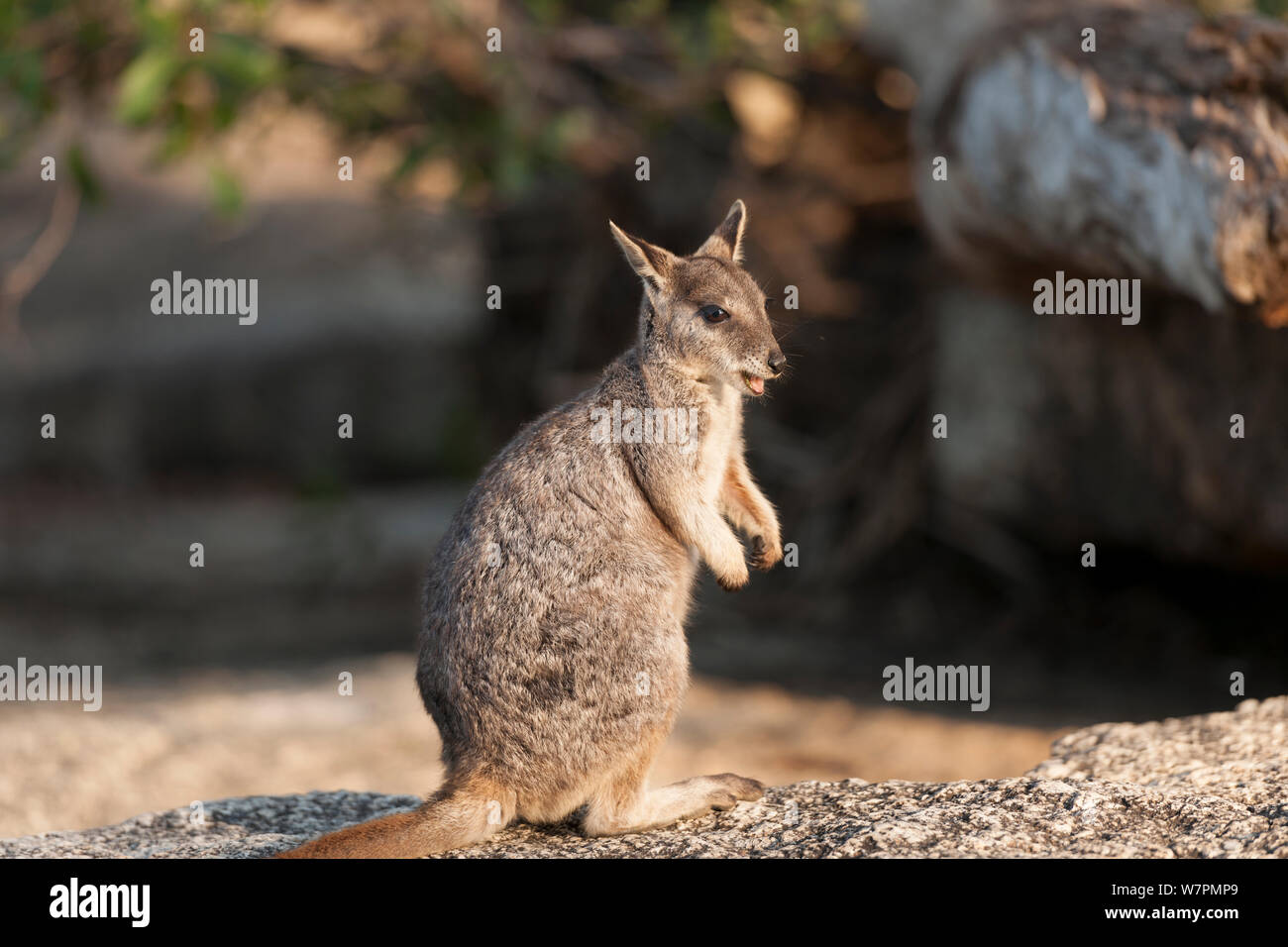 Mareeba rock-wallaby (Petrogale mareeba) Queensland, Australie Banque D'Images