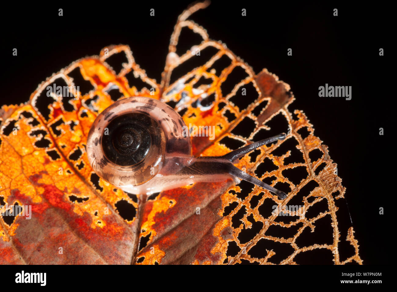 Escargot sur une feuille en décomposition dans la forêt, parc national de Bako, Sarawak, Australie Banque D'Images