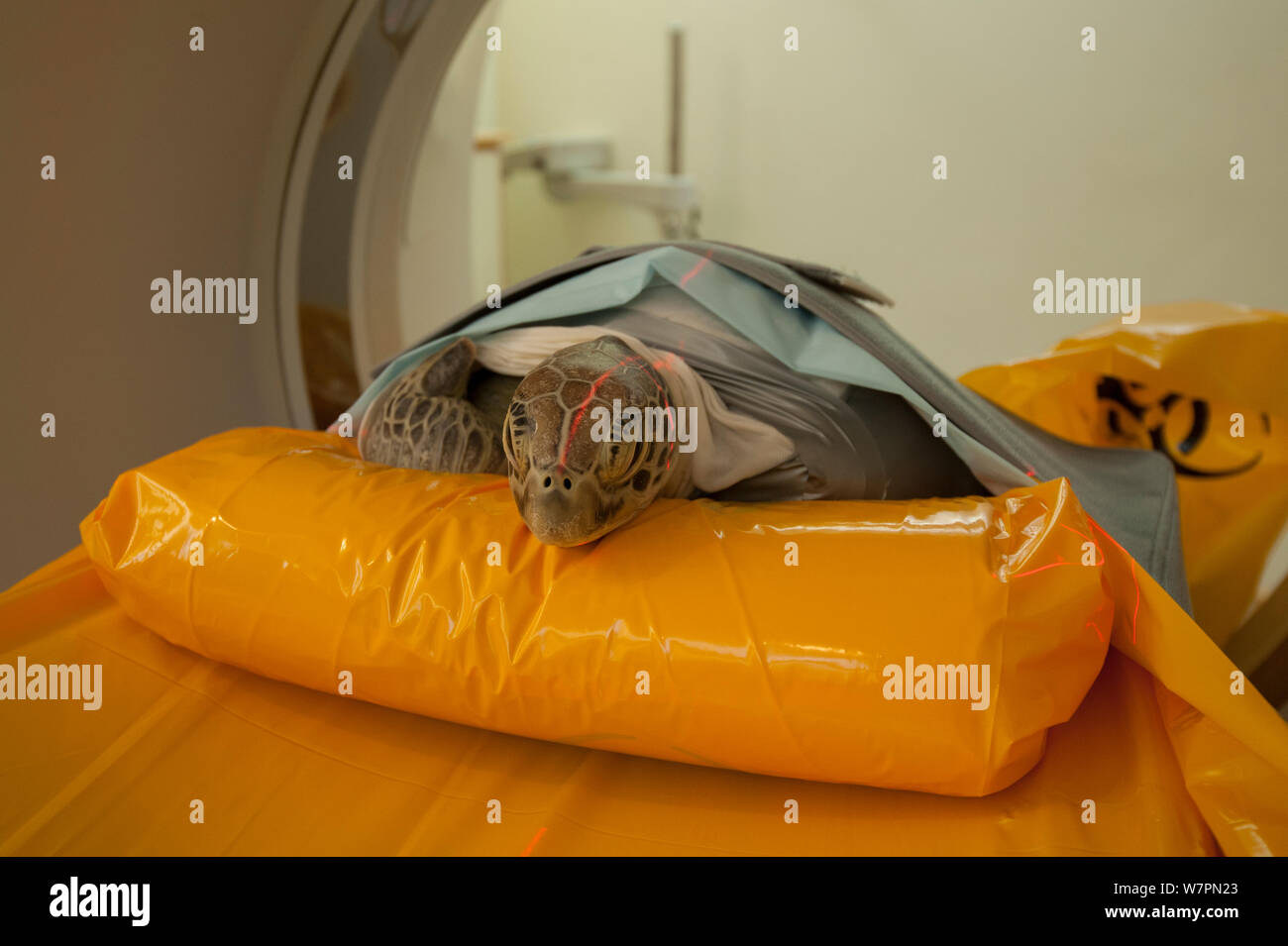 Blessé tortue verte (Chelonia mydas) 'Angie' obtient un scanner à l'établissement radiologique de l'imagerie de diagnostic de Cairns, Queensland, Australie, Décembre 2011 Banque D'Images