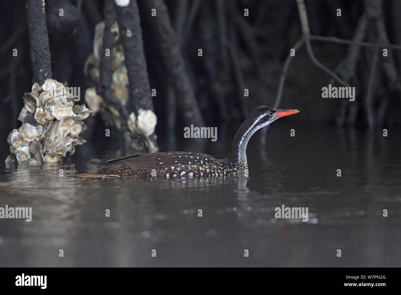 African Finfoot Podica senegalensis) (dans l'eau, la Gambie Banque D'Images