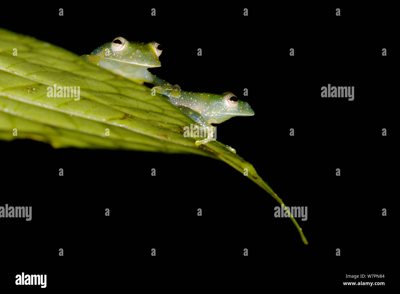 Les grenouilles en verre (Cochranella mache) sur feuille, l'Équateur, les espèces en voie de disparition. Banque D'Images