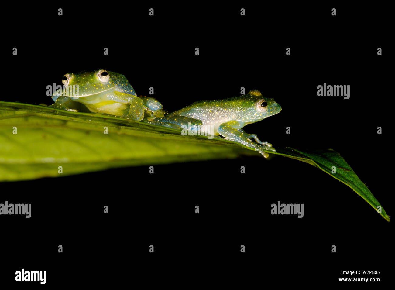 Les grenouilles en verre (Cochranella mache) sur feuille, l'Équateur, les espèces en voie de disparition. Banque D'Images
