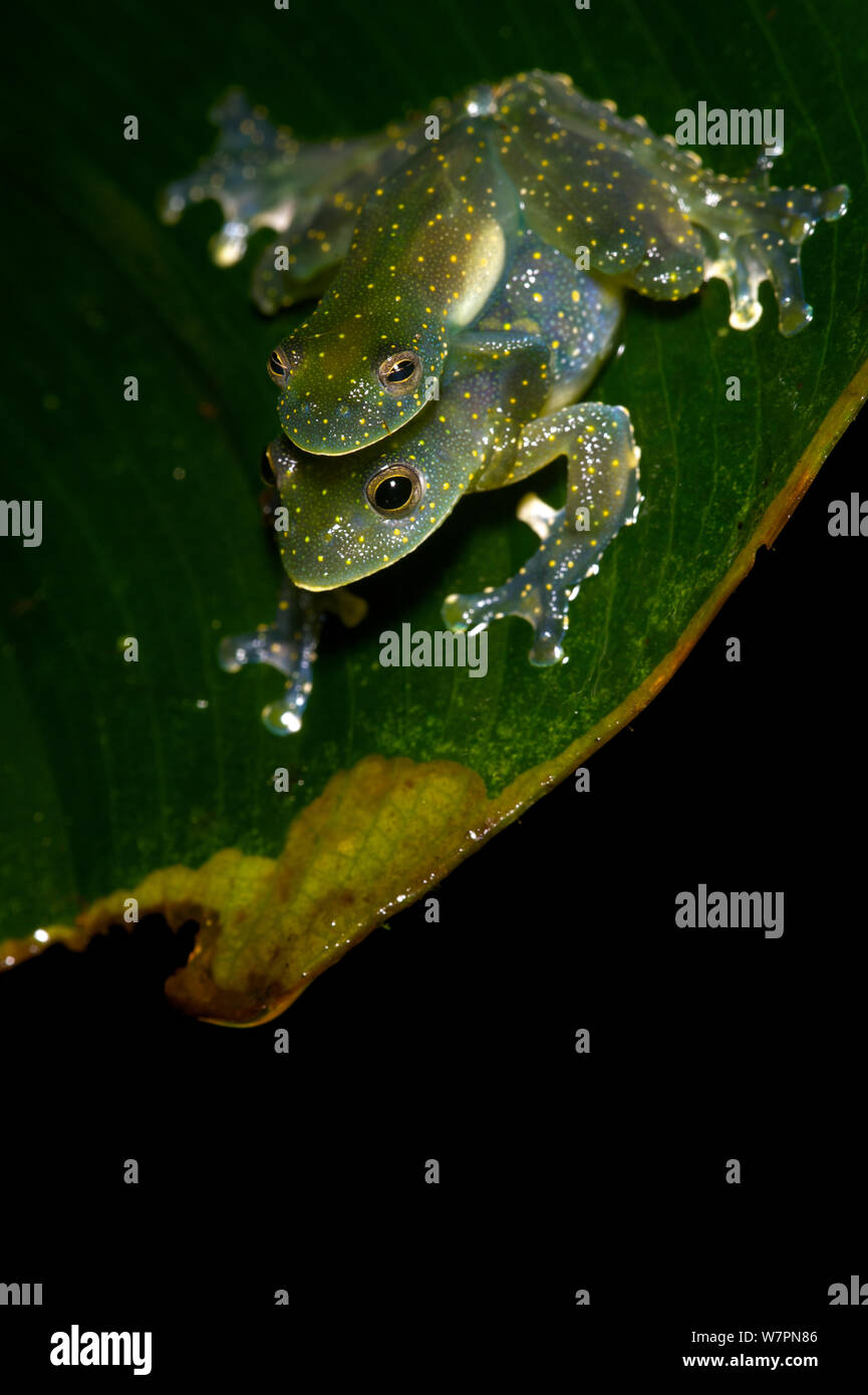 Les grenouilles en verre (Cochranella mache) en amplexus. L'Équateur, les espèces en voie de disparition. Banque D'Images