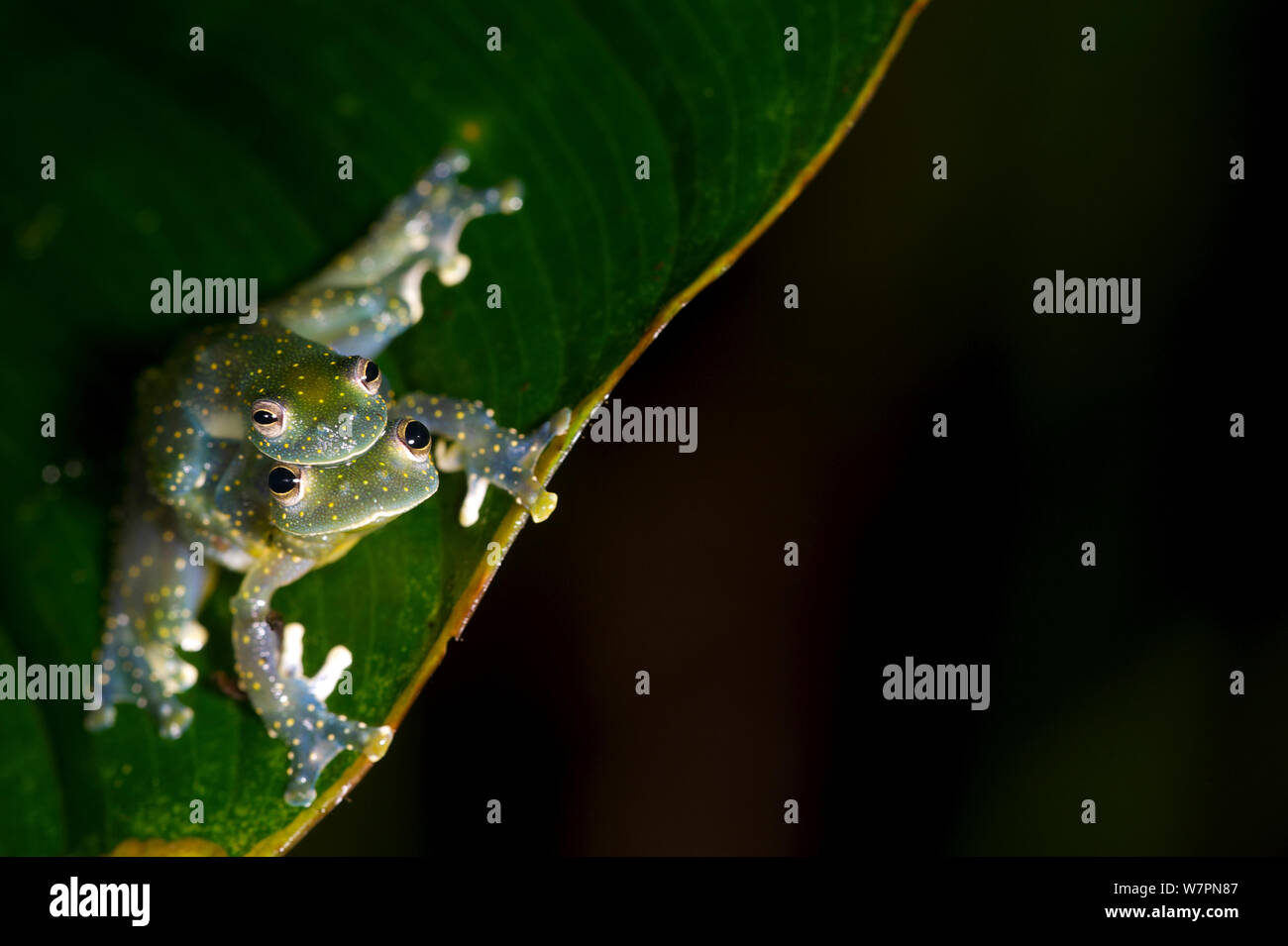Les grenouilles en verre (Cochranella mache) en amplexus. L'Équateur, les espèces en voie de disparition. Banque D'Images