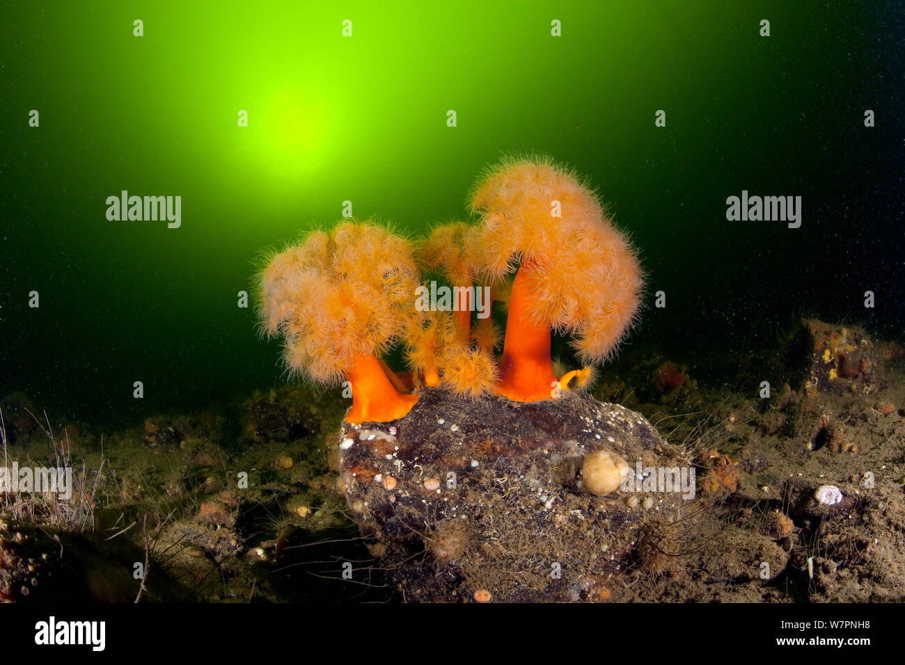 L'agrégation (anémone Metridium senile) Mer Blanche, cercle Arctique Dive Center, la Carélie, dans le Nord de la Russie, septembre Banque D'Images
