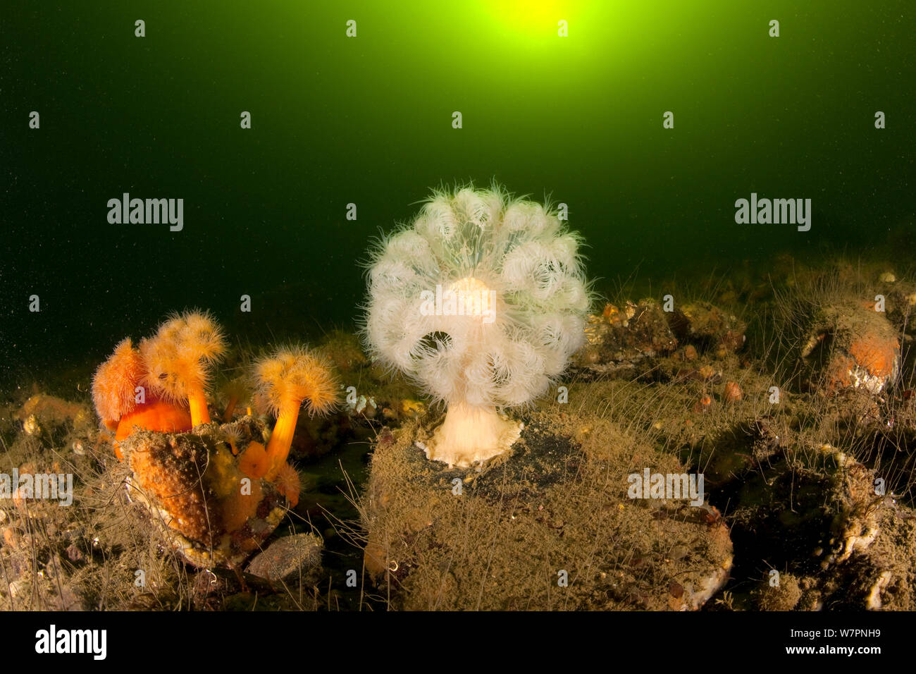 L'agrégation (anémone Metridium senile) Mer Blanche, cercle Arctique Dive Center, la Carélie, dans le Nord de la Russie, septembre Banque D'Images