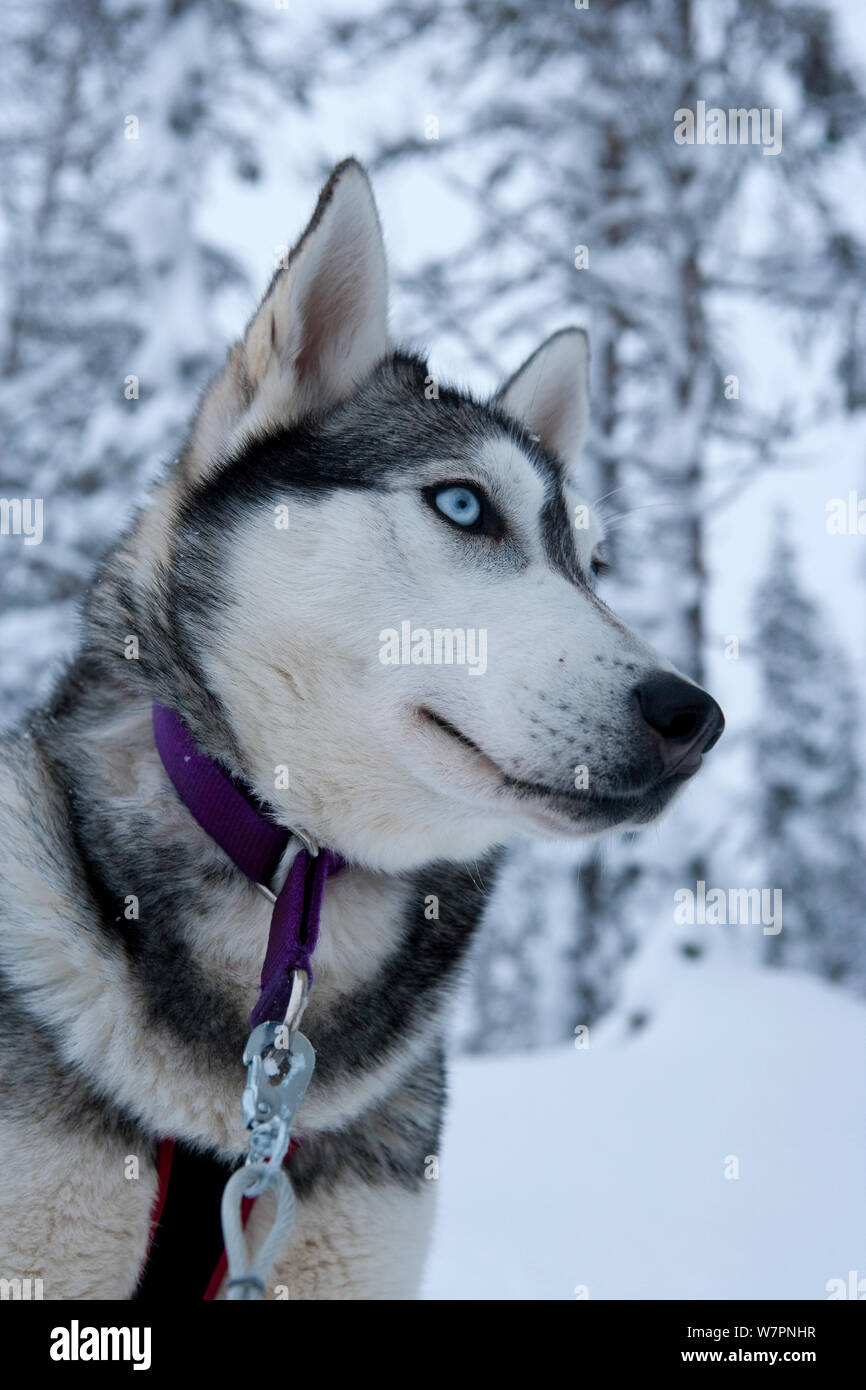 Portrait de chien de traîneau Husky Sibérien, avec tête armé d'un côté, le parc national de Riisitunturi, Laponie, Finlande, Juillet Banque D'Images