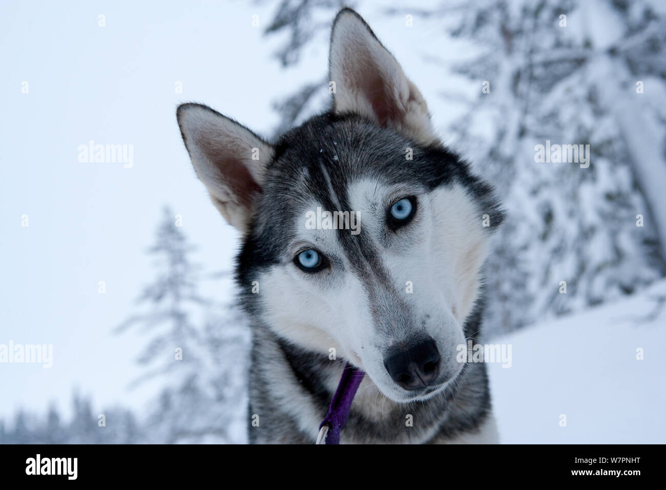 Portrait de chien de traîneau Husky Sibérien, avec tête armé d'un côté, le parc national de Riisitunturi, Laponie, Finlande, Juillet Banque D'Images