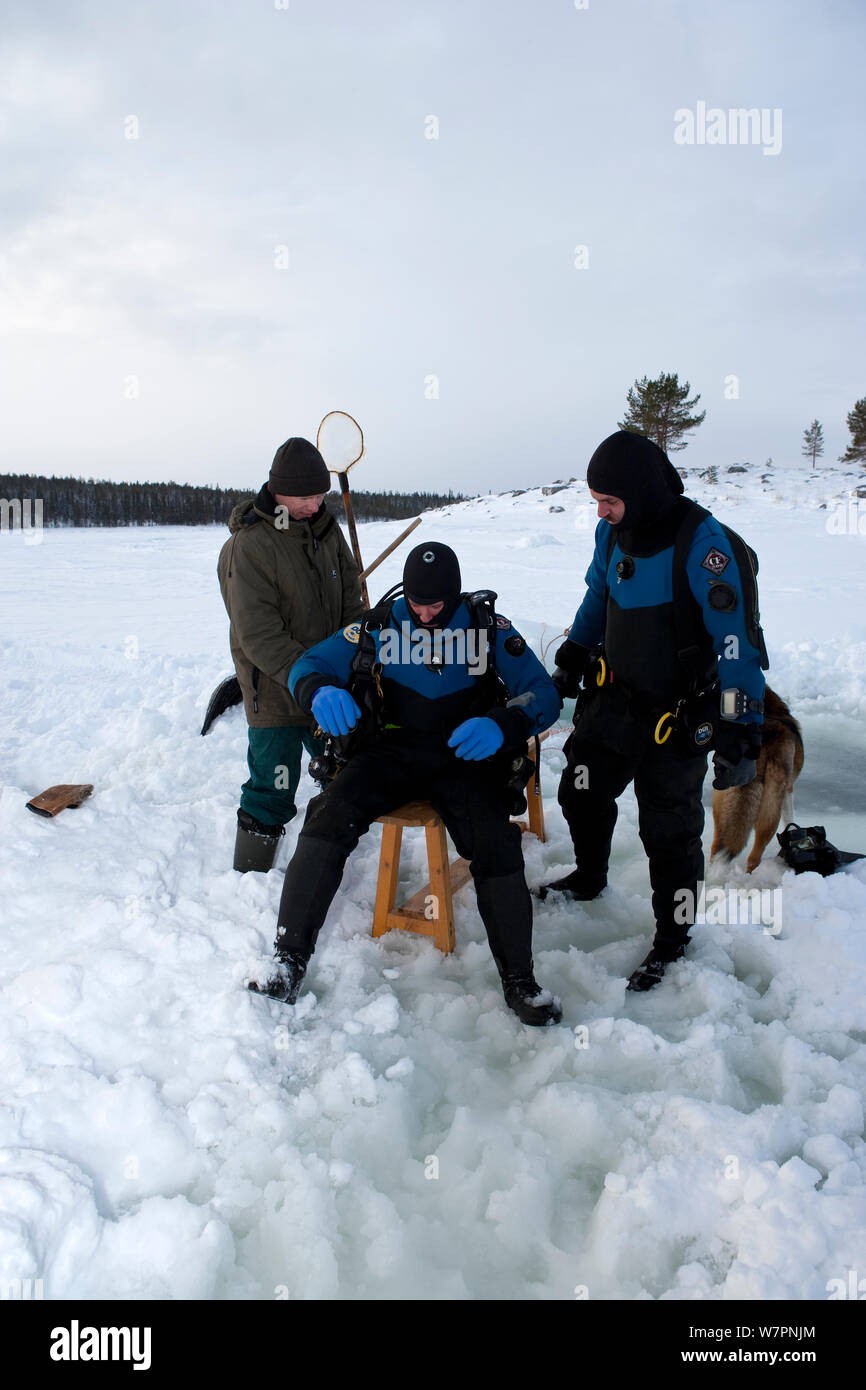 Scuba Diver prêt à faire de la plongée sous les glaces du cercle arctique, centre de plongée, mer Blanche, la Carélie, dans le Nord de la Russie, avril 2010 Banque D'Images