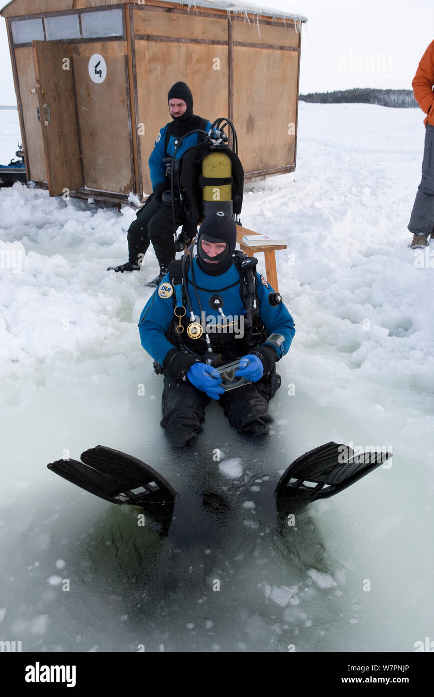 Les amateurs de plongée sous-marine à l'entrée triangulaire scié maina (trou) avec glace fondue prêt à faire de la plongée sous les glaces du cercle arctique, centre de plongée, mer Blanche, la Carélie, dans le Nord de la Russie, Mars 2010 Banque D'Images