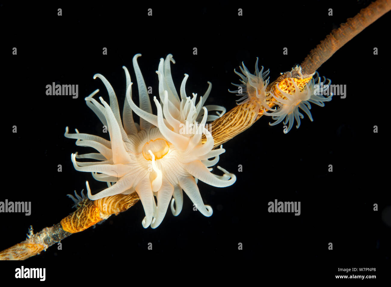 L'enrubanneuse gorgones (Nemanthus annamensis) sur une mer whip, Maldives, océan Indien Banque D'Images