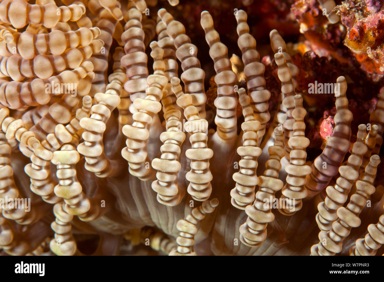 Détail de l'anémone de mer de perles (Heteractis aurora) Maldives, océan Indien Banque D'Images