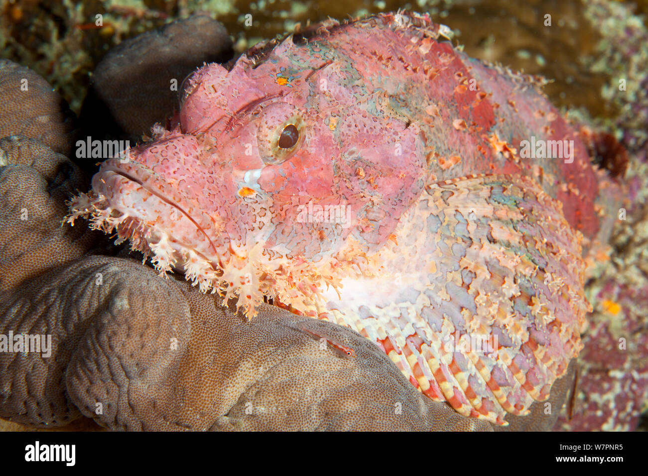 (Scorpaenopsis oxycephala poisson scorpion à pampilles) Maldives, océan Indien Banque D'Images