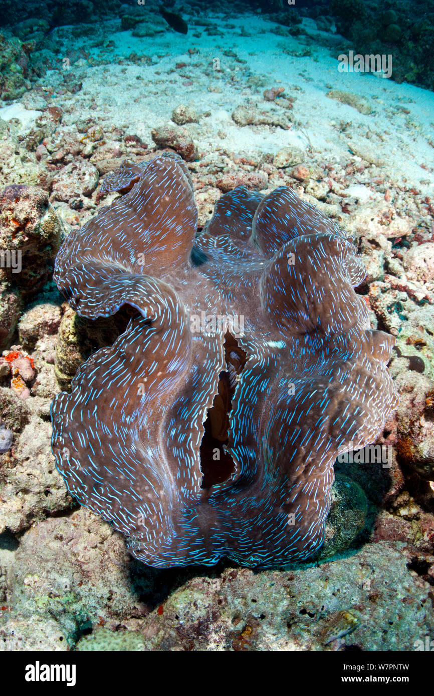 Des bénitiers (Tridacna sp.), de l'océan Indien aux Maldives Banque D'Images