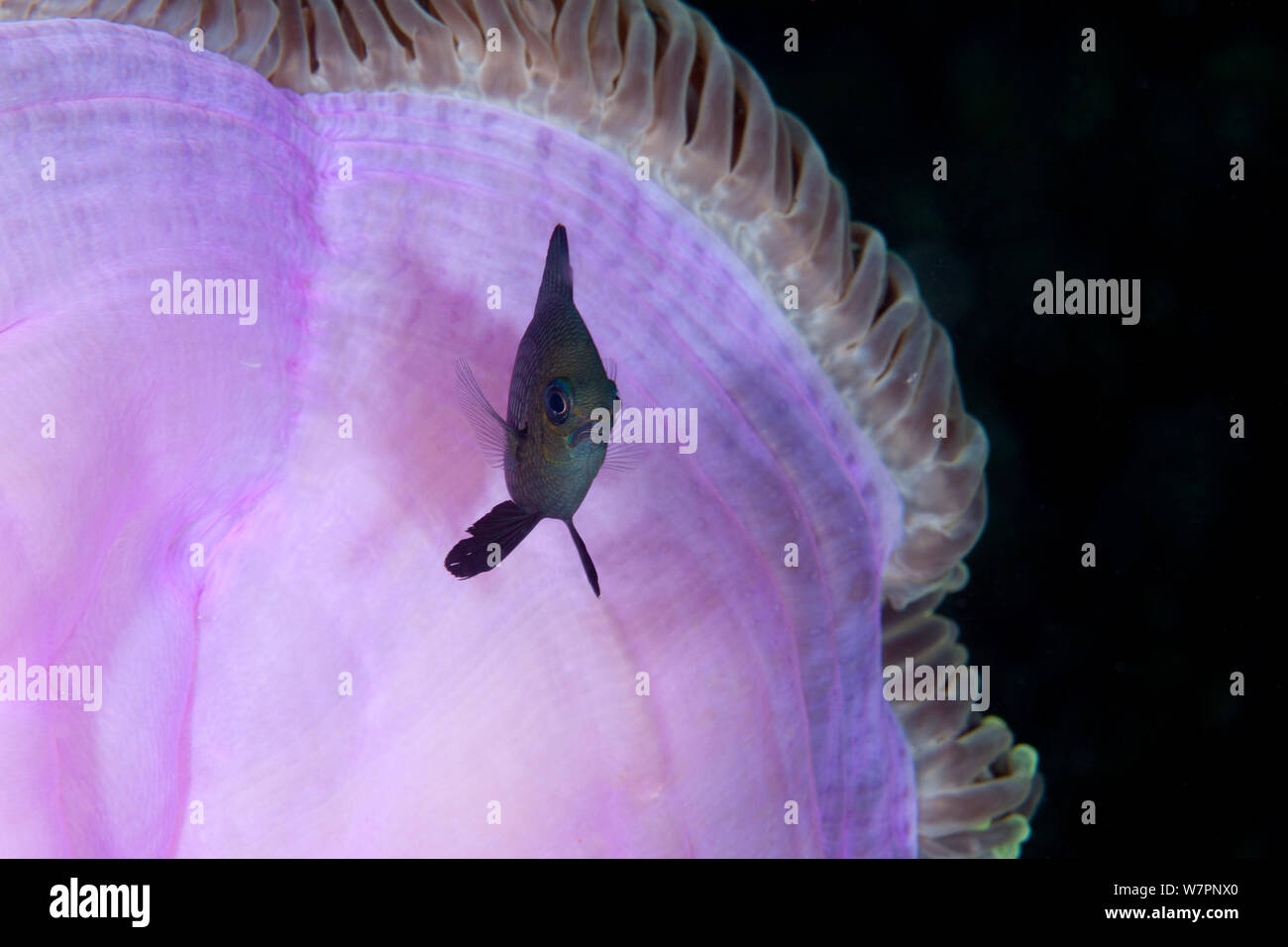 Anémone de mer magnifique (Heteractis magnifica) avec 3-spot (Dascyllus trimaculatus dascyllus) Maldives, océan Indien Banque D'Images