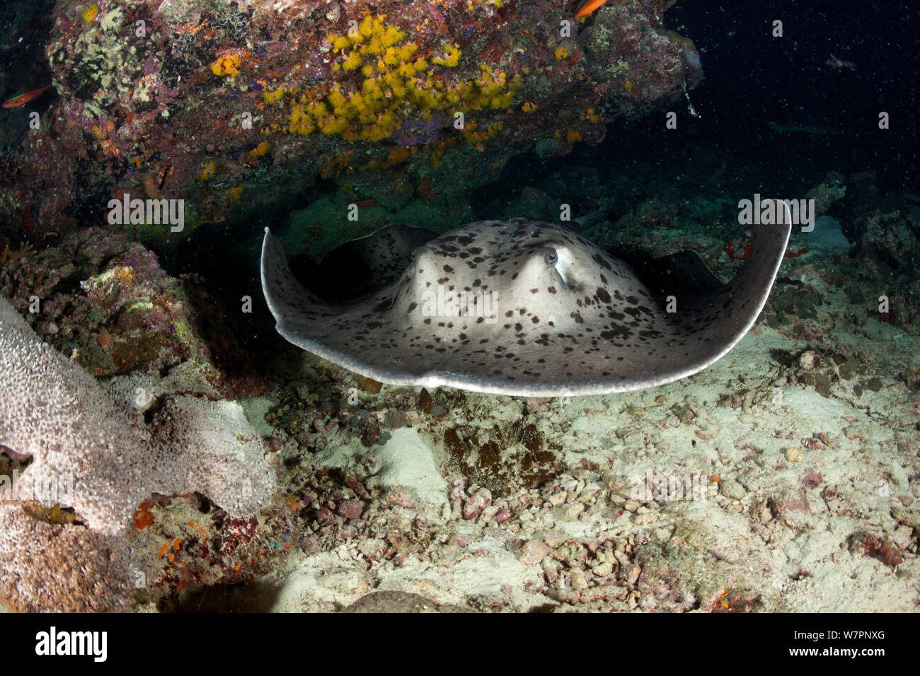 Stingray (Taeniura meyeni marbré) Maldives, océan Indien Banque D'Images