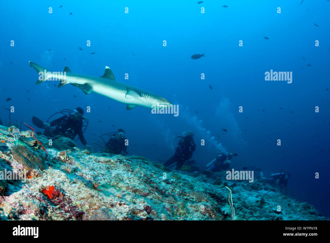 L'observation des plongeurs Whitetip reef shark (Triaenodon obesus) Maldives, océan Indien Banque D'Images