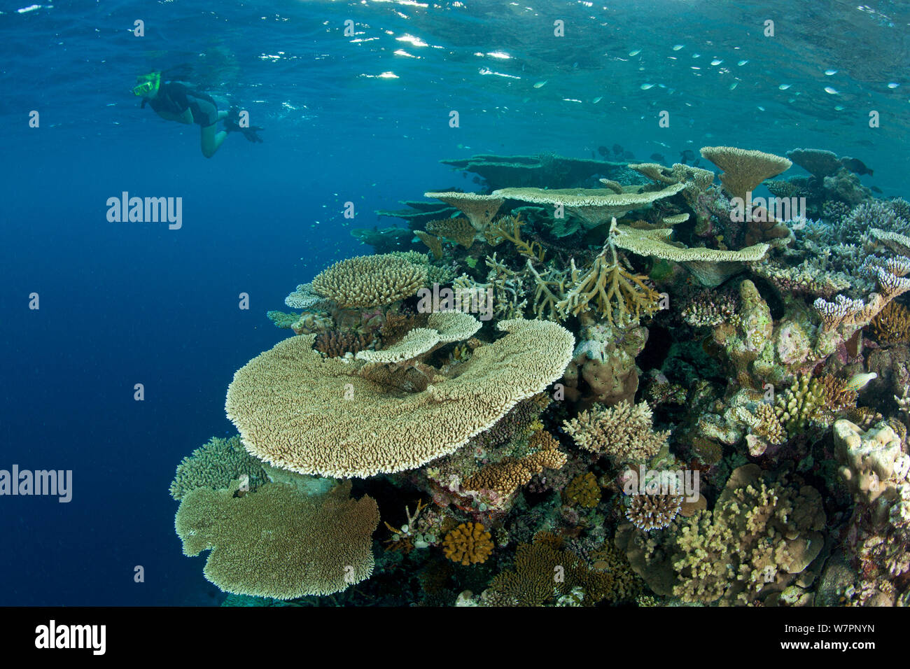 Snorkeler et reef recouvert de coraux durs, des coraux Acropora hyacinthus (Pinceau) Acropora robusta Acropora (solide) et d'autres Acropora, Maldives, océan Indien Banque D'Images