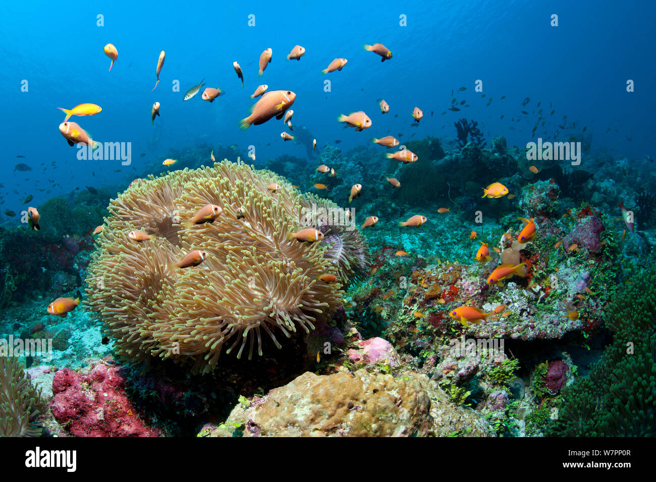 Poisson clown (Amphiprion nigripes Pieds-noirs) sur les récifs coralliens avec anemone, Maldives, océan Indien Banque D'Images