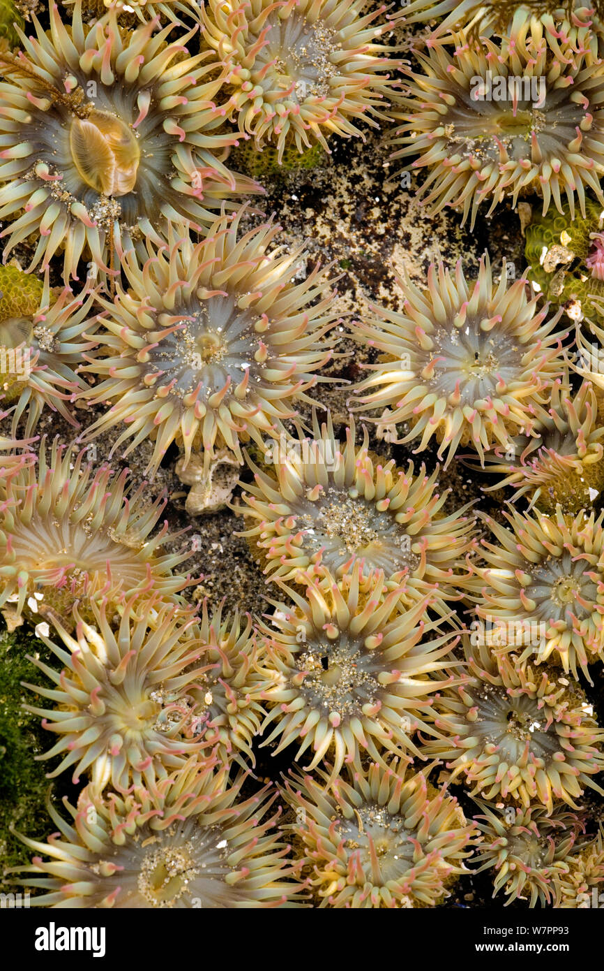 Anémone de mer vert géant (Anthopleura xanthogrammica) à marée basse extérieure. Olympic National Park, Washington, USA. Banque D'Images